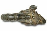 Fossil Mud Lobster (Thalassina) - Gunn Poin, Australia #307764-1